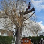 Baumschnitt Gartengestaltung Lechner