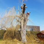 Baumschnitt Gartengestaltung Lechner